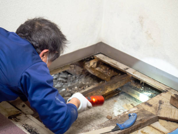 Best Office Mold Removal Services  in Sumner, WA