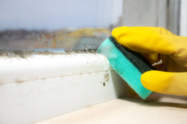 Best Professional Mold Removal  in Sumner, WA