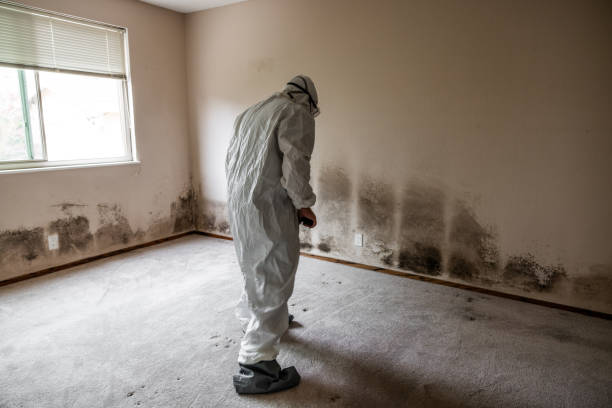 Office Mold Removal Services in Sumner, WA