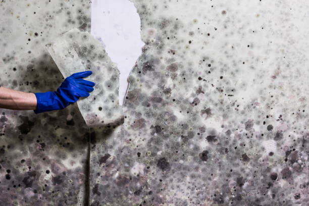 Mold Testing and Removal in Sumner, WA